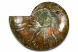 Cut & Polished Ammonite Fossil (Half) - Madagascar #377631-1